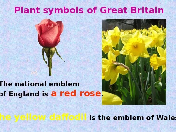 Flora and fauna of the british isles. Flora and fauna of great britain. животные великобритании на английском.