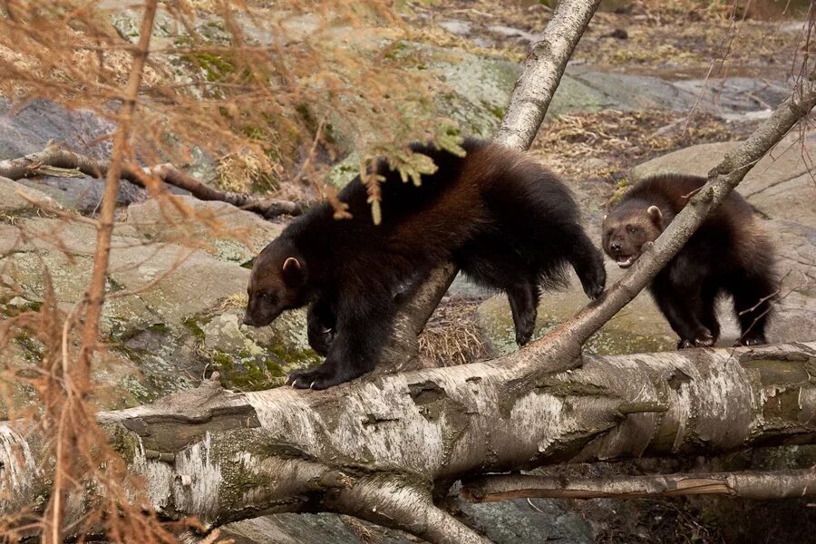 росомаха в зоопарке. росомаха в республике коми. медведь медоед. в зоопарк привезли росомаху. в зоопарк привезли росомаху.