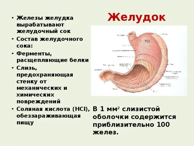 Почему выделяется желудочный сок. Состав пищеварительного сока желудочной железы. Строение желудка и состав желудочного сока. Состав секрета желёз желудка.