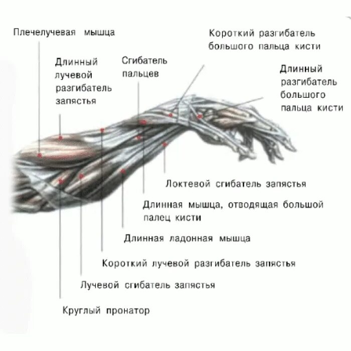 Сухожилия разгибателей кисти. Упражнения на сухожилия рук. Локтевой сгибатель запястья упражнения. Эспандер кистевой для мышц разгибателей. Упражнения на запястье