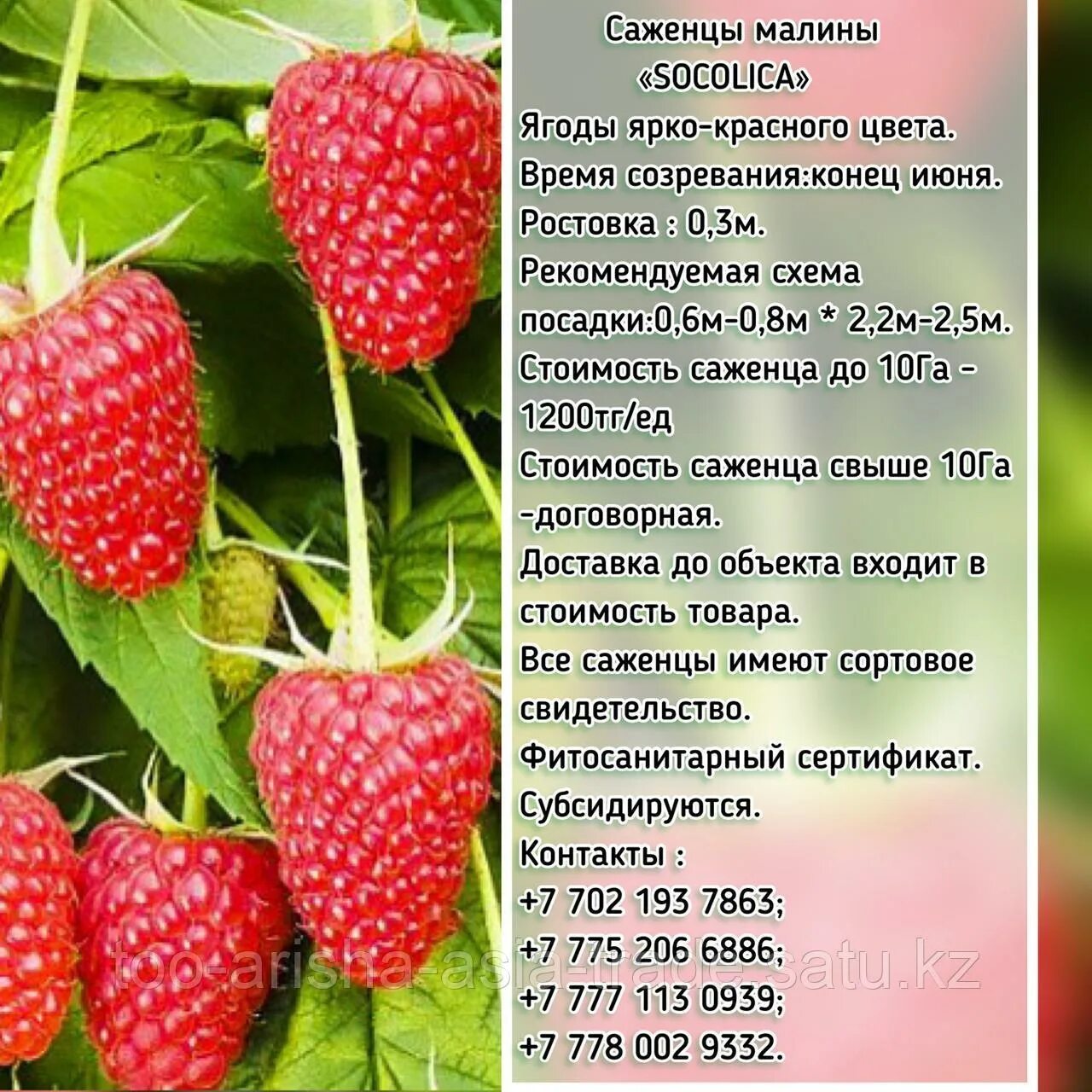 Малина соколица описание сорта фото