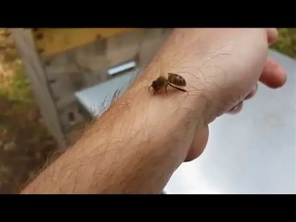 На пасеке пчела ужалила медведя. Жизнь пчел. На пасеке пчела ужалила медведя. Мир глазами пчелы. Пчелы в улье.