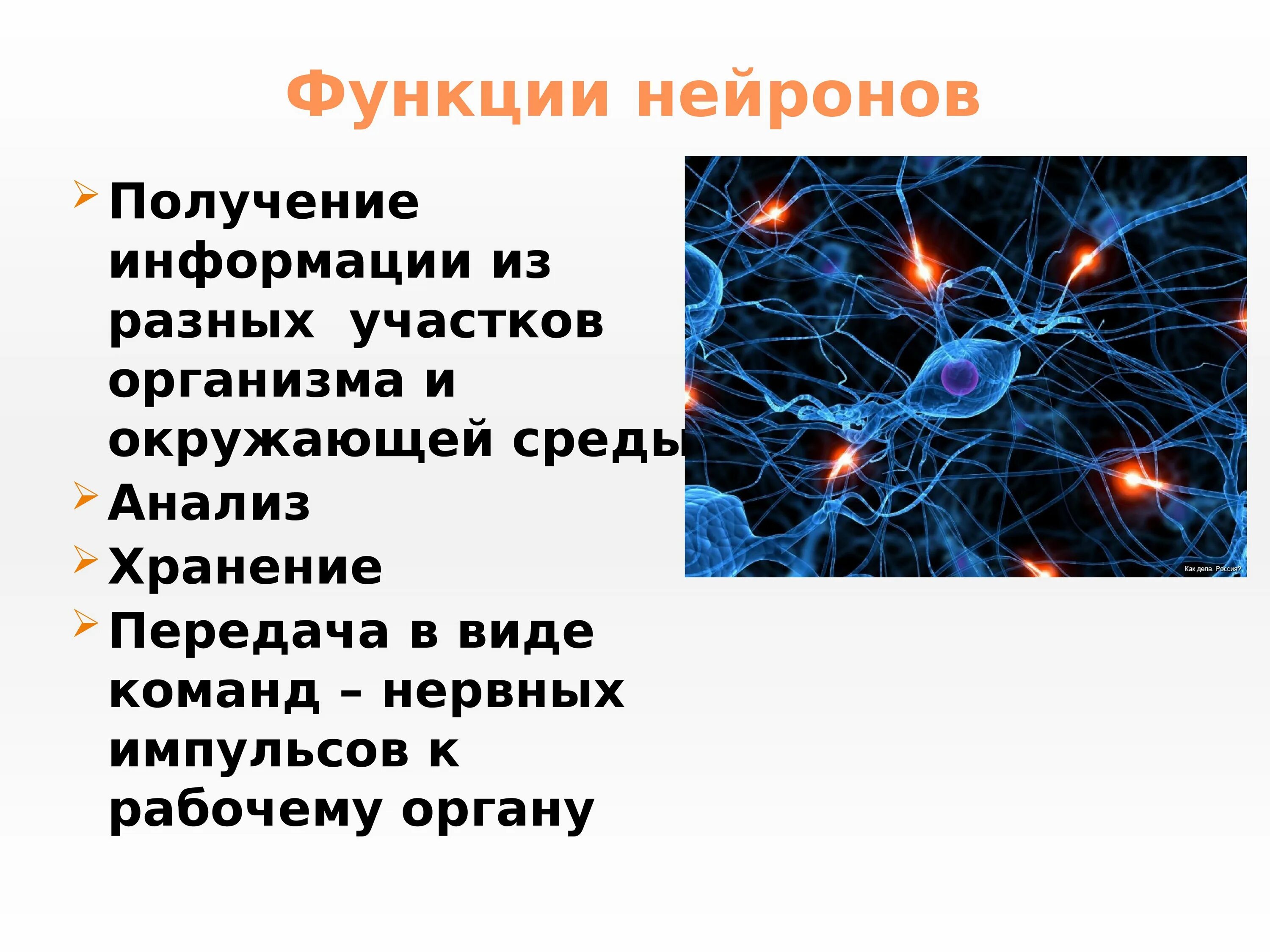 Основный функции нейрона. Функции нервной клетки. Структура и функции нейронов. Функции нервной клетки человека.