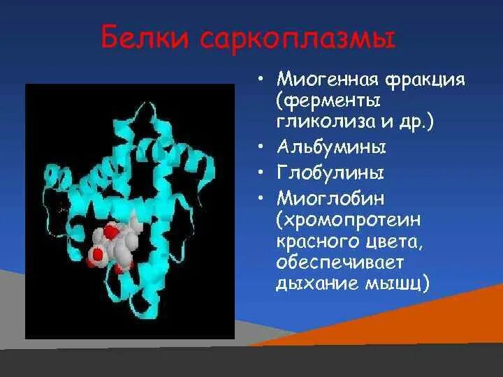 Белки альбумины глобулины. Альбумины и глобулины. Белки саркоплазмы функции. Миоглобин это хромопротеин. Миоглобин цвет.
