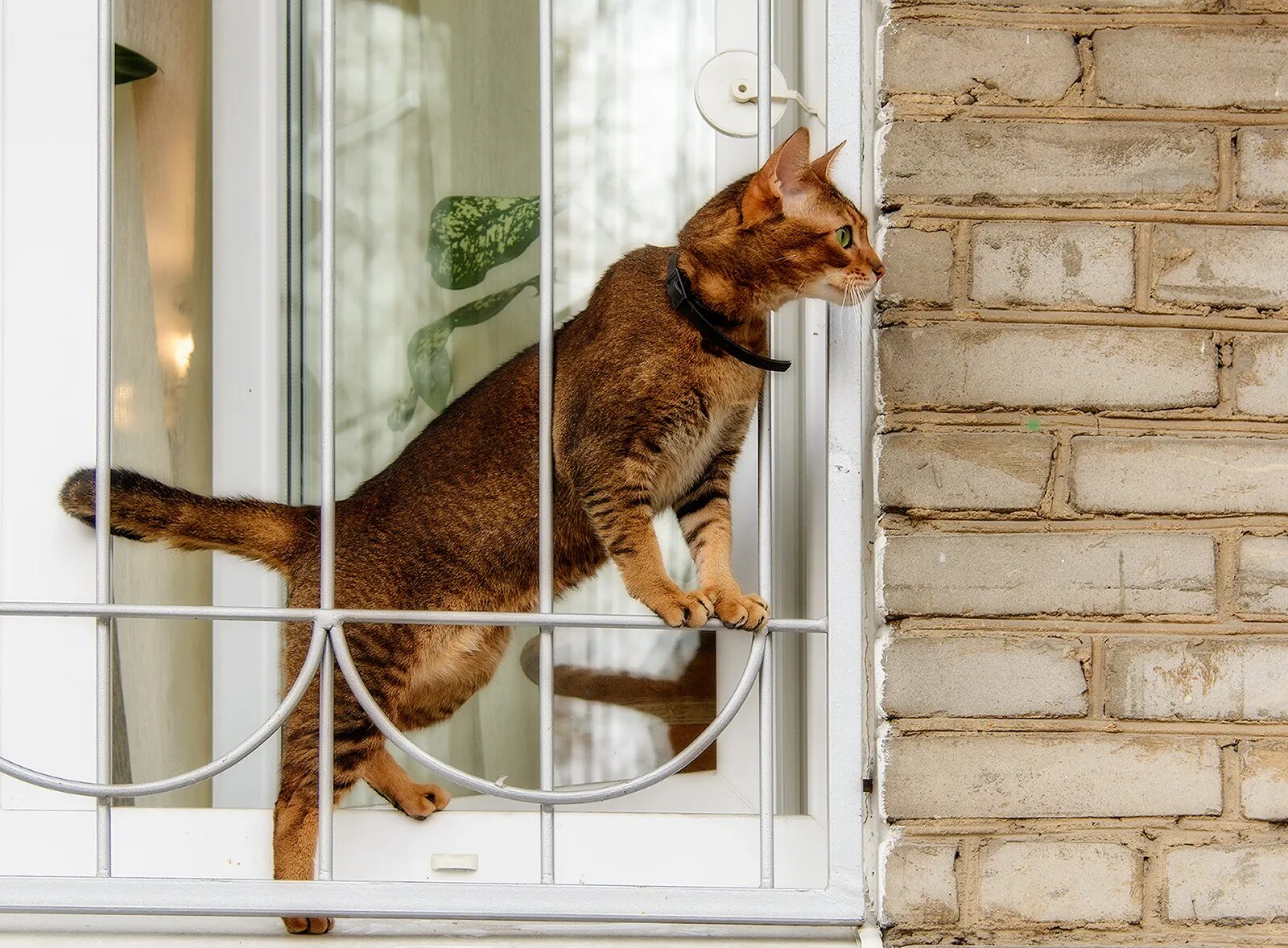 Пластиковые окна кошки. Балкончик антикошка. Клетка антикошка. Антикошка на окна. Сетка антикошка.