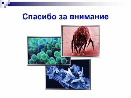 Инфекционная аллергия
