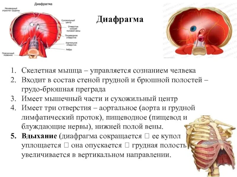 Какой тканью образована диафрагма. Диафрагма мышца. диафрагмальная мышца. функции диафрагмы человека. диафрагма скелетная мышца.
