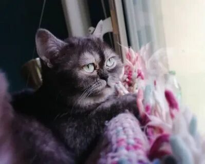 Никто кошка