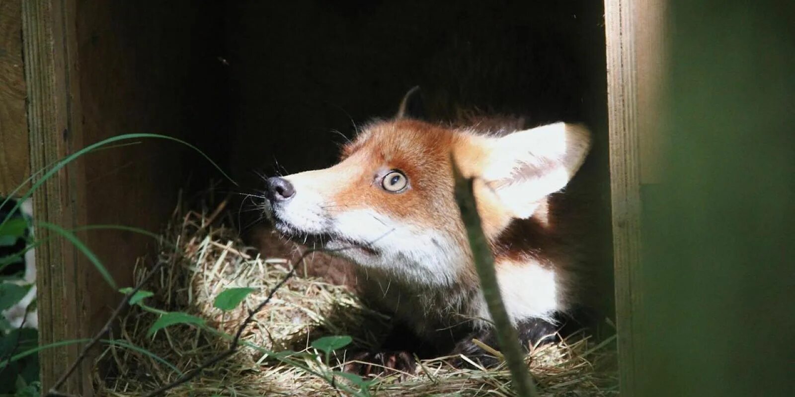 Счастливая лиса джунипер. Лисы в бутово. Лиса животное. Выпустить лису. Лиса джунипер.