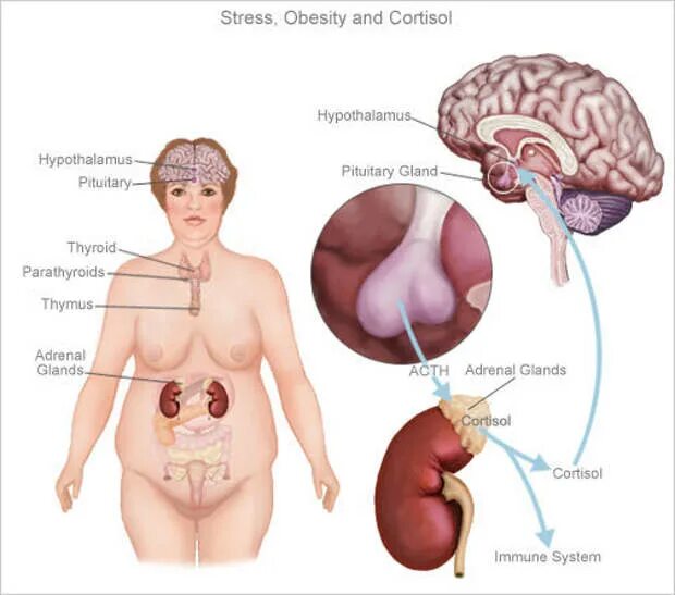 Кортизол повышен у женщины. Кортизол. Высокий кортизол симптомы. Кортизол гормон стресса. Признаки высокого кортизола.