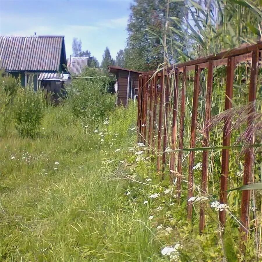 Деревня темпы. Деревня темпы. В селе. Деревня темпы. Космея бабушкин палисадник.