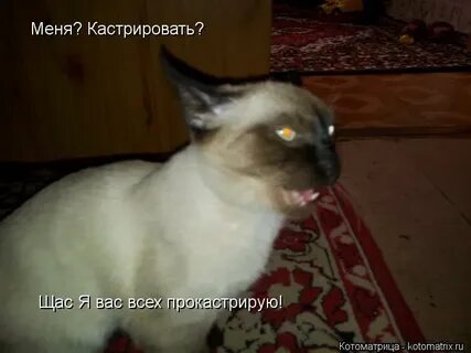 Меня кастрировали speed