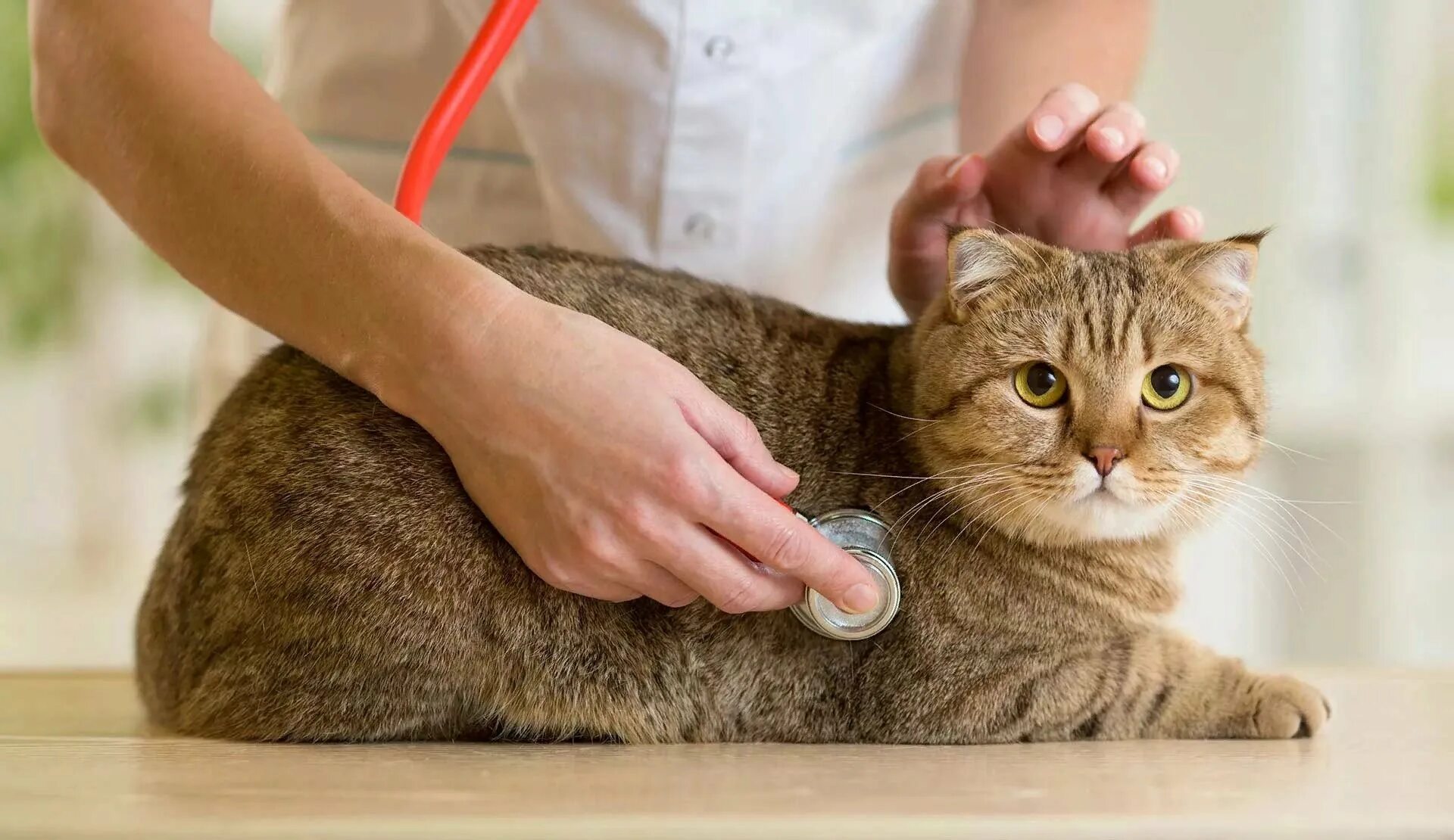 Здоровый кот. Здоровая кошка. Ветеринар с кошкой. Забота о домашних животных