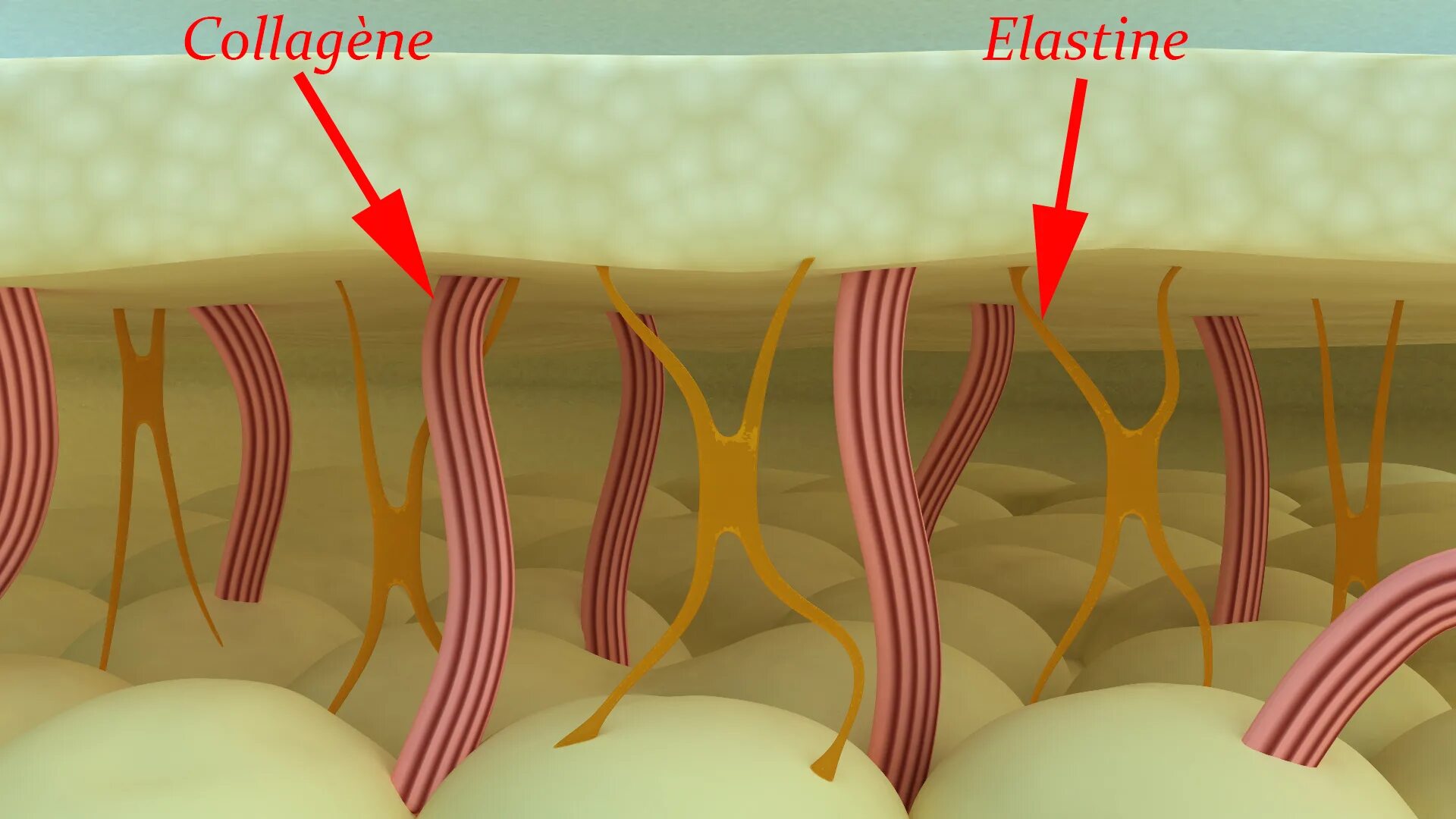 Коллаген эффективность. Строение кожи коллаген эластин. Коллаген и эластин под микроскопом. Коллаген эластин фибробласты. Эластин и коллаген и ретикулин.