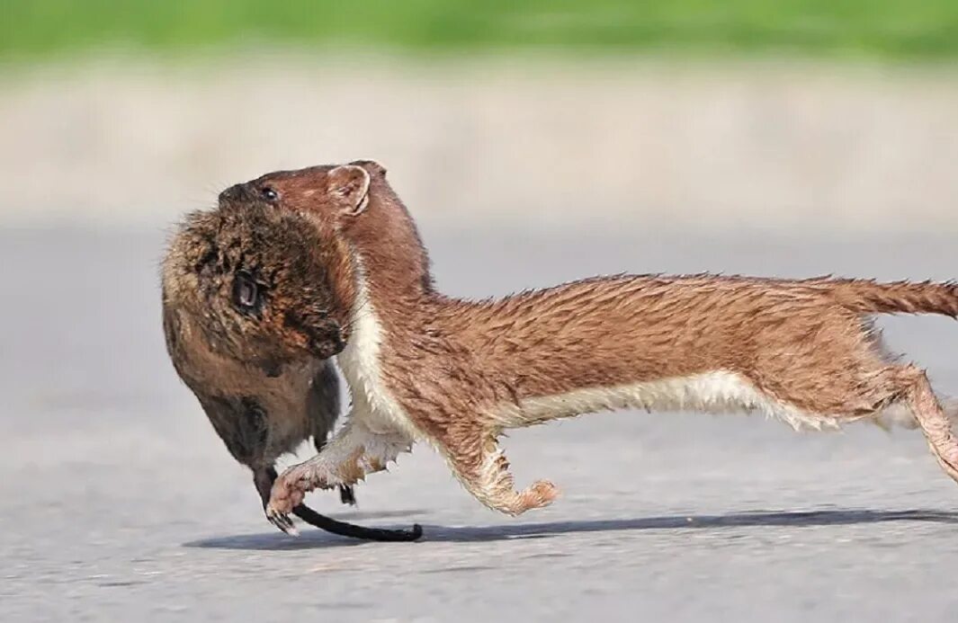 Ласка (Mustela nivalis). Патагонский горностай. Ласка зверек охотится. Горностай Степной. Норка ловит мышей