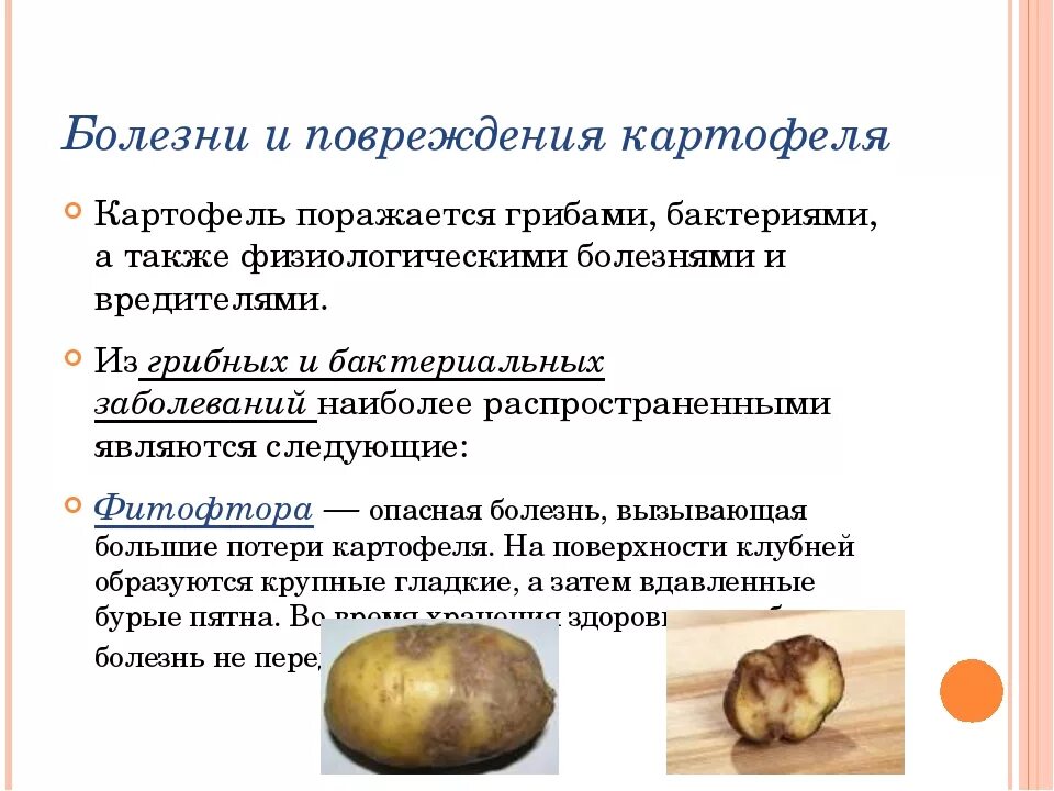 Болезни и повреждения картофеля. Повреждения клубней картофеля. Заболевания картофеля в картинках. Дефекты и болезни картофеля.