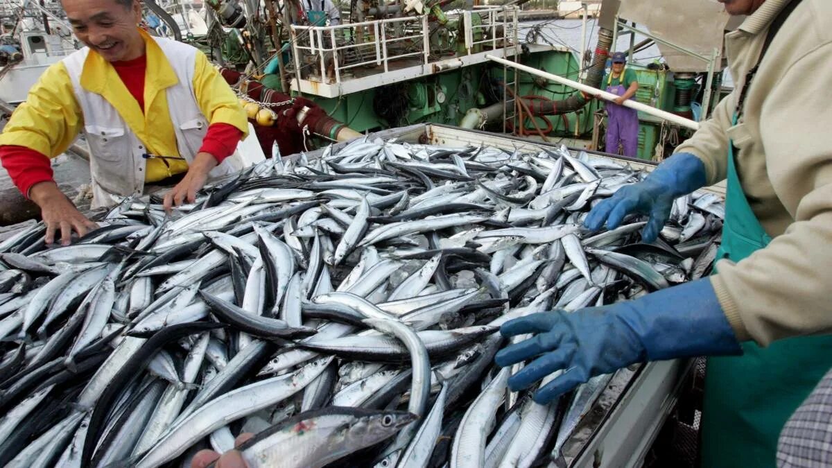 Рыбная промышленность является отраслью специализации. Рыболовство в Японии. Поставщики рыбы. Японское море промысел. Добыча рыбы в Японии.