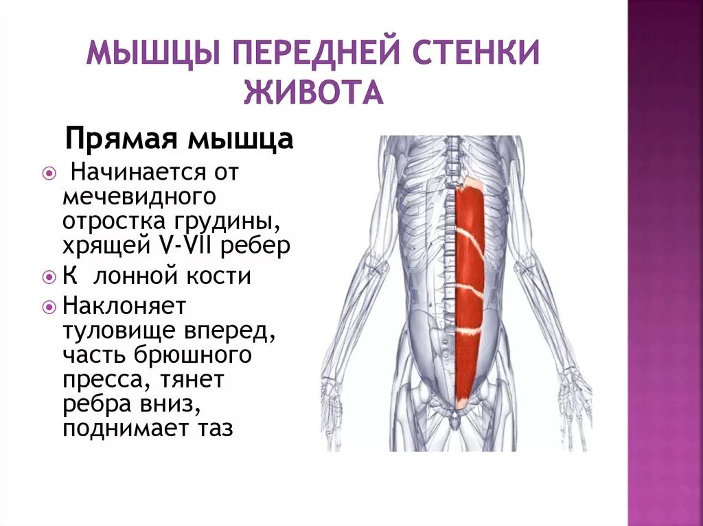Стенка анатомия