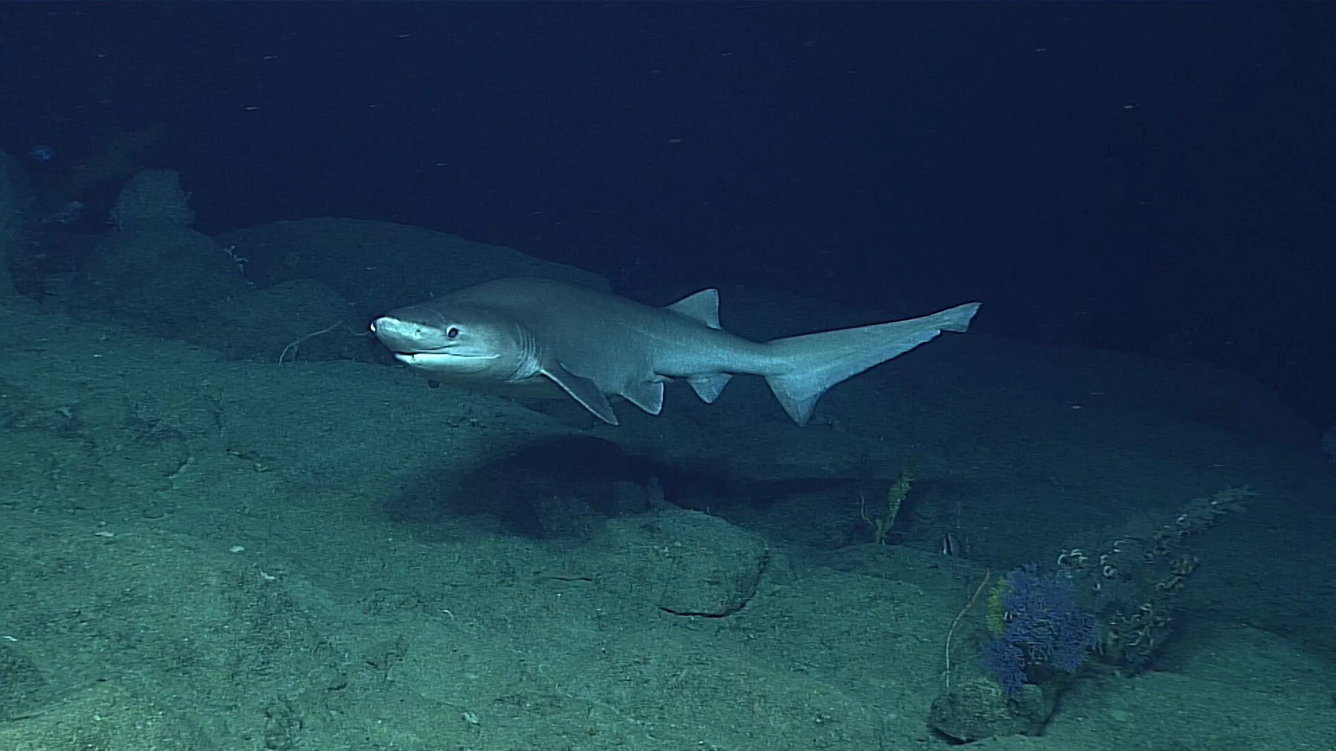 Глубоководная акула. Шестижаберная акула. Hexanchus griseus. Гигантская Шестижаберная акула. Bluntnose Sixgill.