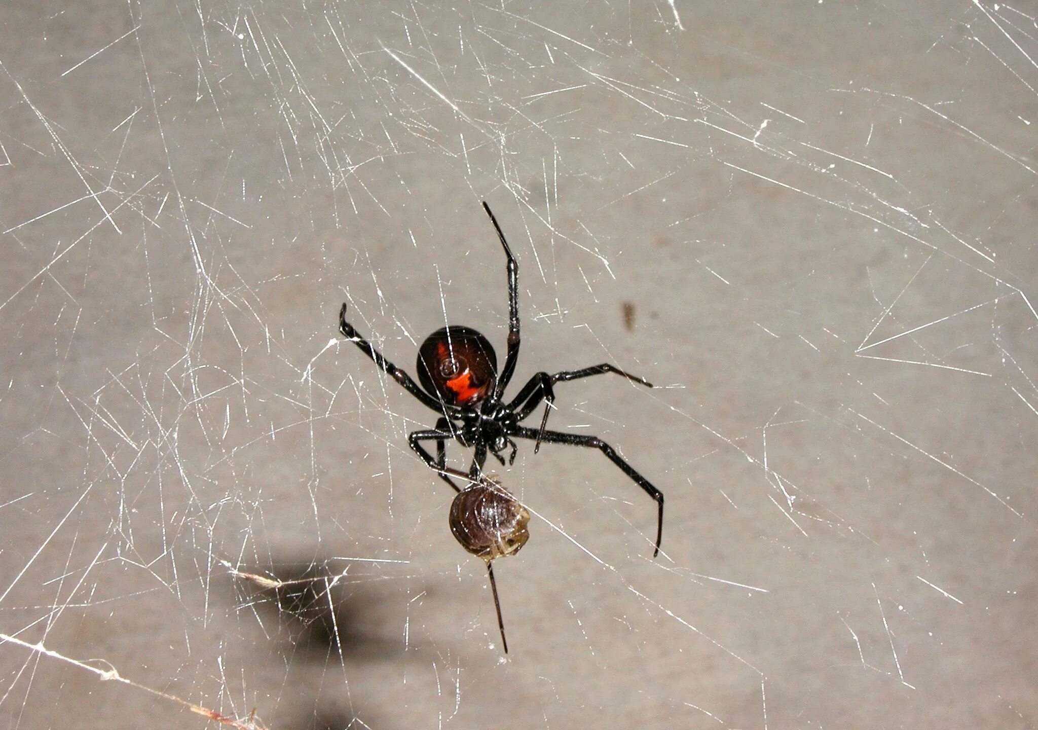 Черный паук хорошо. Черная вдова паук. Красная вдова паук. Чёрная вдова паук размер. Latrodectus variolus.