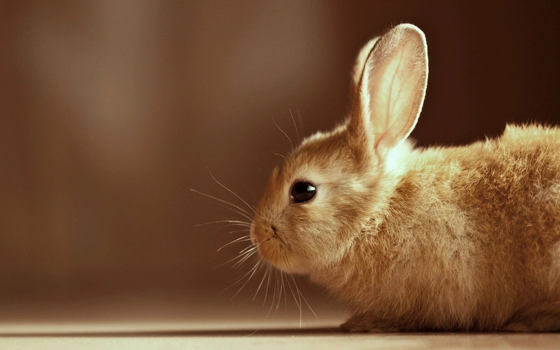 Маленькие зайчата. Bunny wallpapers. Bunny wallpapers. Bunny wallpapers. Bunny wallpapers.