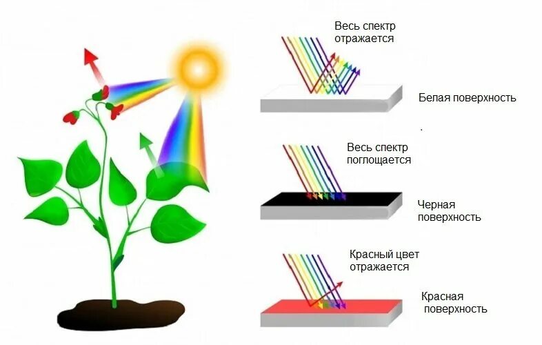 Как отражается цвет. Как отражается цвет. Длина волны цвета. Поглощение света цветами. Цвет это отражение света.