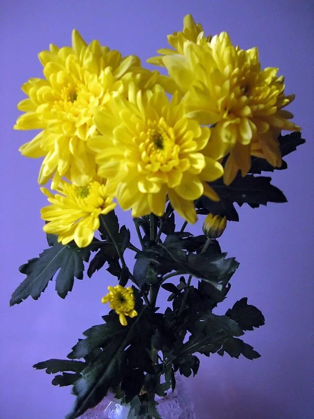 Хризантема зембла бразил. Хризантема болотная голден йеллоу. Хризантема желтеет. Хризантема лимончелло. Хризантема аламос еллоу.