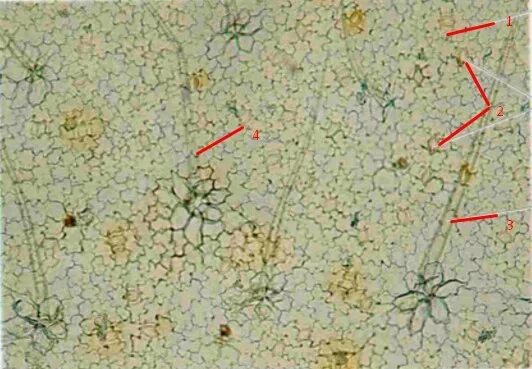 Хлоропласты листа герани. Микропрепарат эпидермис листа герани. Эпидермис места герани. Эпидерма листа герани. Строение эпидермы листа герани.