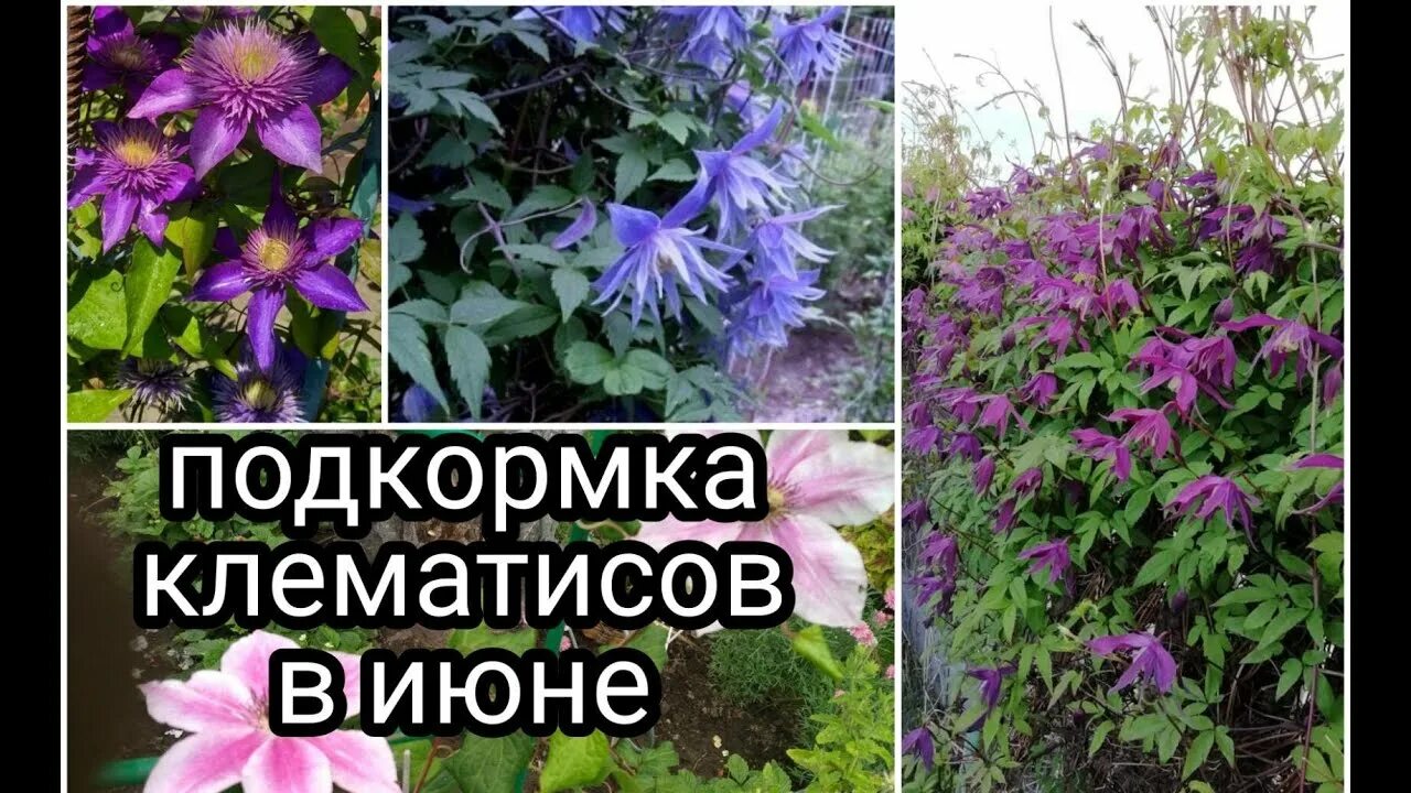 Клематис подкормка. Клематис в июне. Подкармливаем клематис. Чем подкормить клематис в июне. Чем подкормить клематис весной для пышного цветения