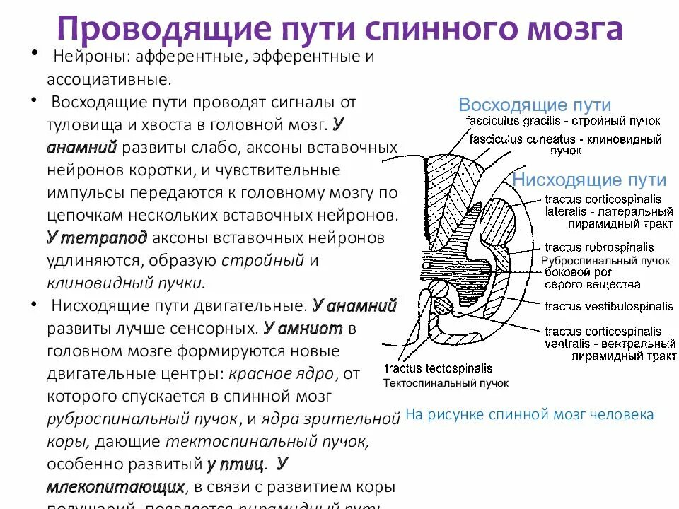 Схема нисходящих путей спинного мозга.. Проводящие пути спинного мозга образованы. Проводящие пути спинного мозга таблица восходящие и нисходящие. Проводящия пути спинного мозга.