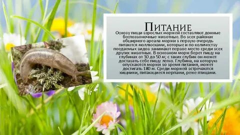 Беспозвоночные животные питаются