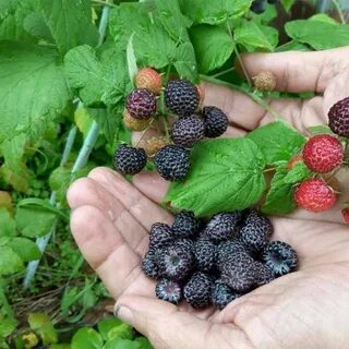 Сорт ежемалины кумберленд