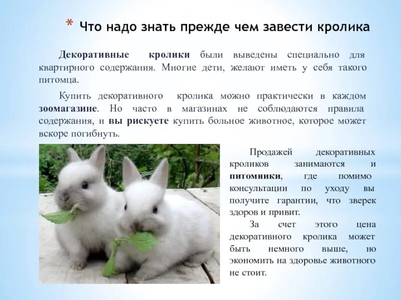 Плюсы кроликов. Памятка для декоративных кроликов. Кролик домашний. Рацион декоративного кролика. Что можно маленьким кроликам