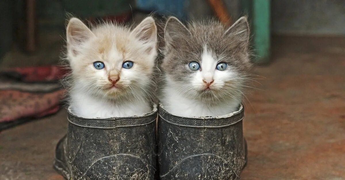 Два сапога картинки. Кот в валенках. котенок в валенке. кот в калошах. котенок в сапогах.