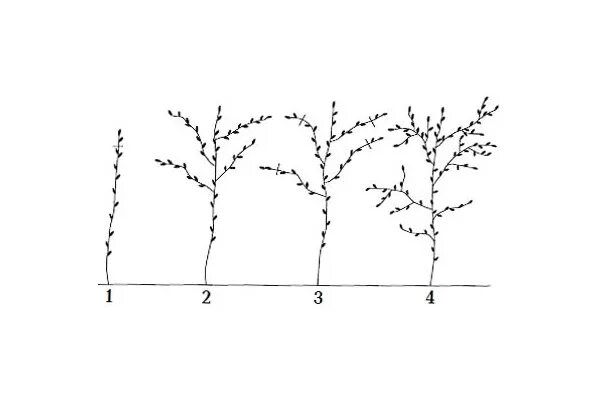 Обрезка малины по соболеву. Схема обрезки малины по Соболеву. Обрезка малины по Соболеву схема. Посадка малины по Соболеву схема. Схема обрезки малины по годам.