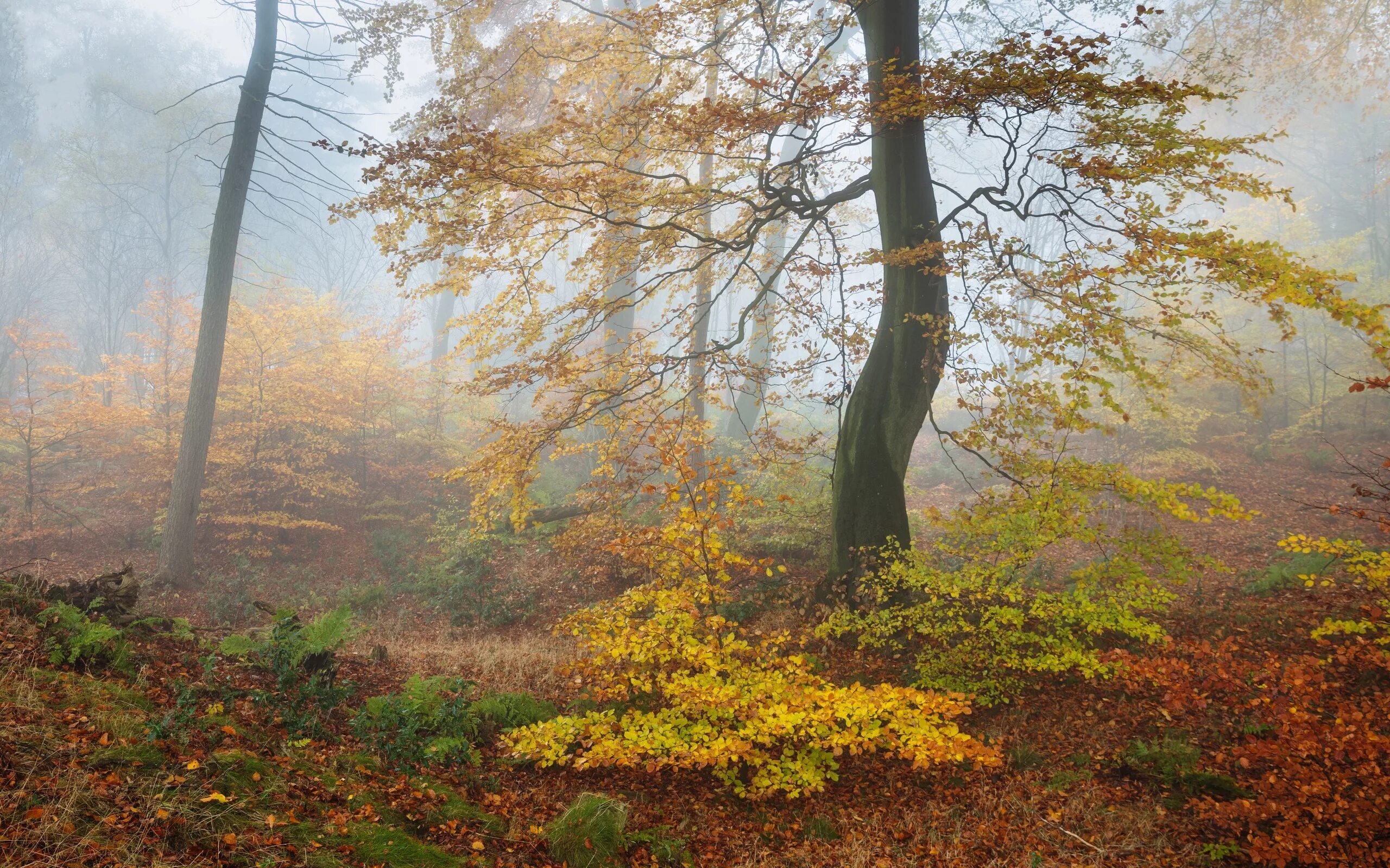Может ли вас взволновать красота осеннего леса. Туманная осень замки.