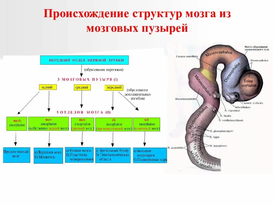 Отделы головного мозга производные пузырей. Развитие головного мозга мозговые пузыри и их производные. Передний отдел нервной трубки схема. Производные мозговых пузырей таблица. Изгибы мозга