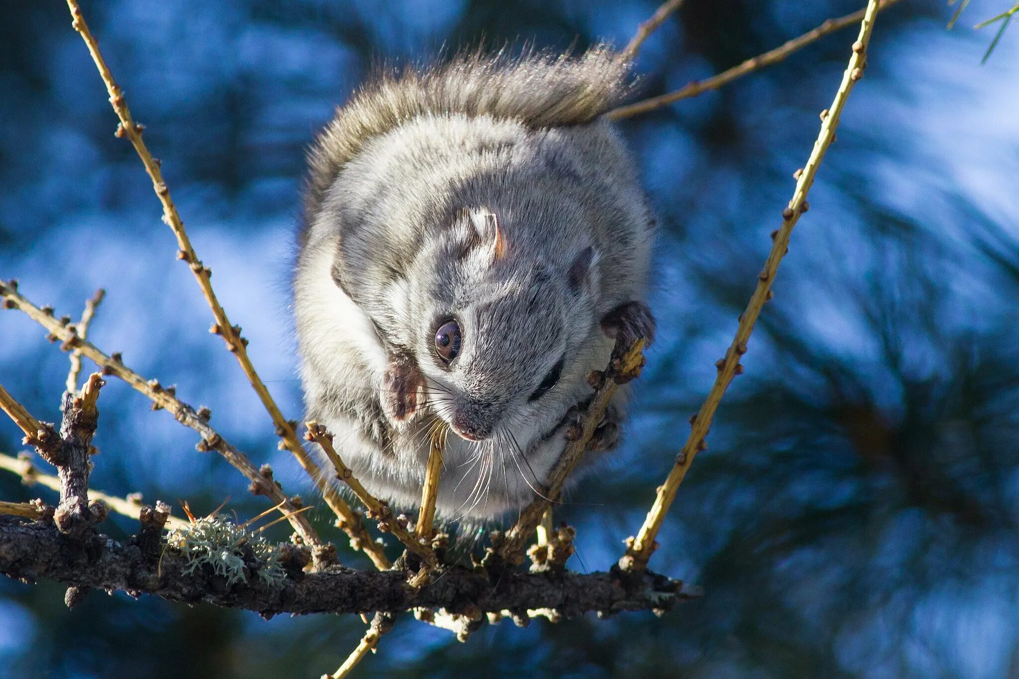 Японская белка летяга. Сибирская летяга. Летяга (pteromys volans). Японская летяга момонга. Белка момонга.