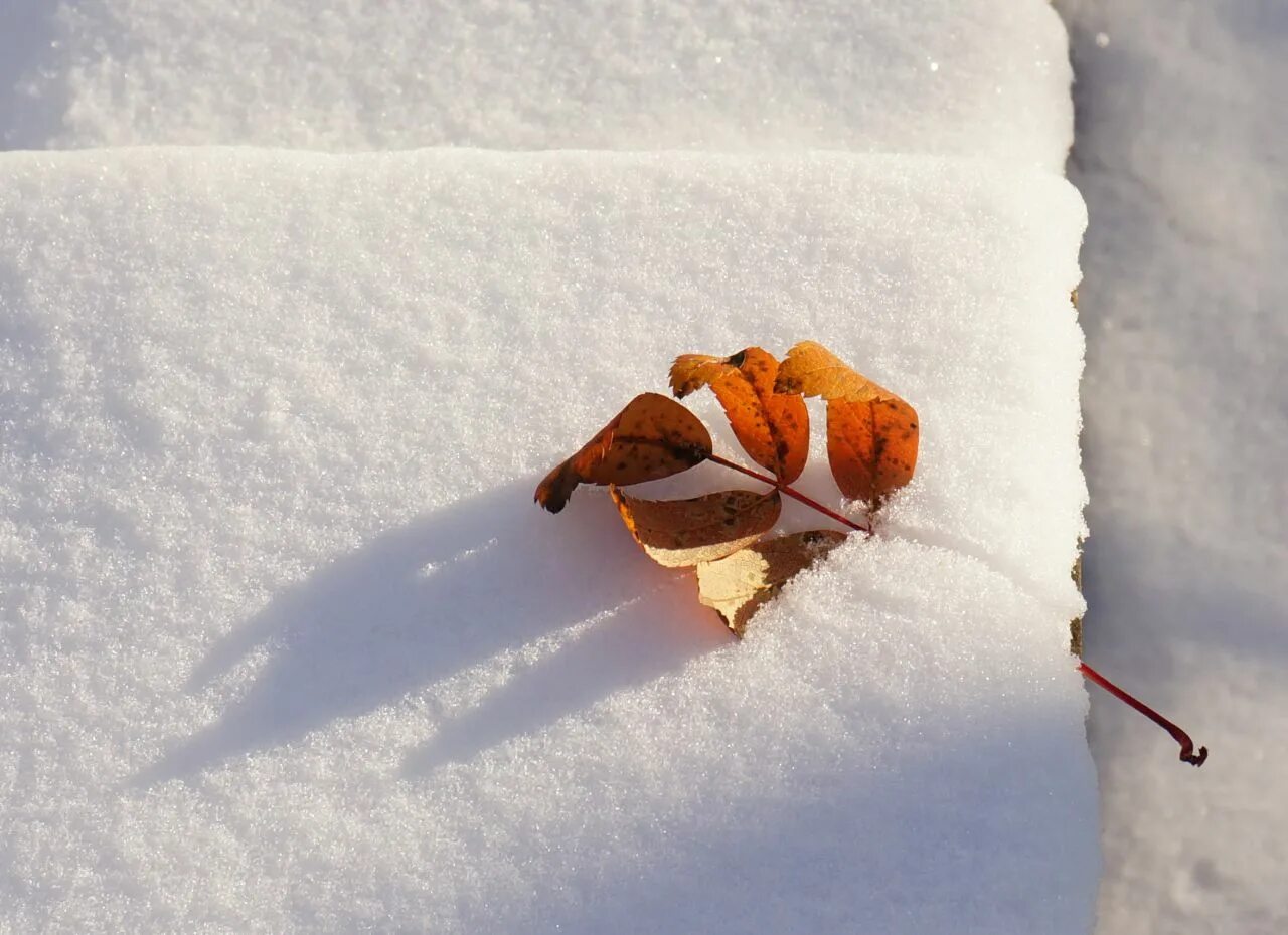 Осень снег. Ранняя зима. Первый легкий снег. Первый легкий снег. Первый легкий снег.