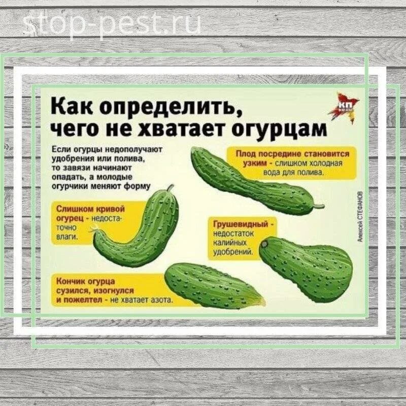 Как по форме огурца определить каких микроэлементов не хватает. Огурцы неправильной формы. По форме огурца определить. Чего не хватает огурцам.