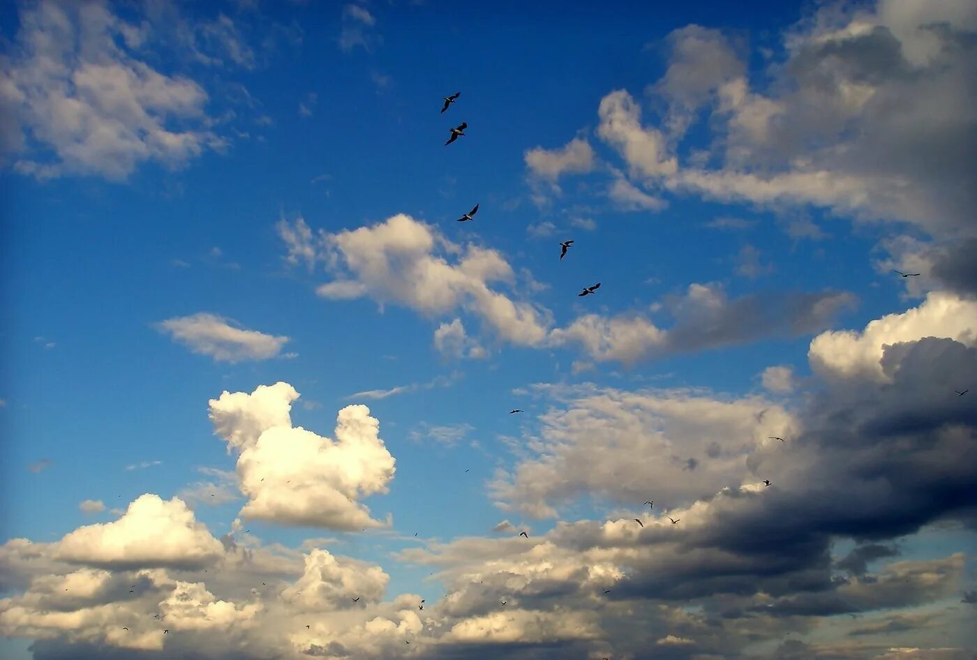 Птицы в небе. Красивое небо с облаками. Красивые облака. Журавль в небе.