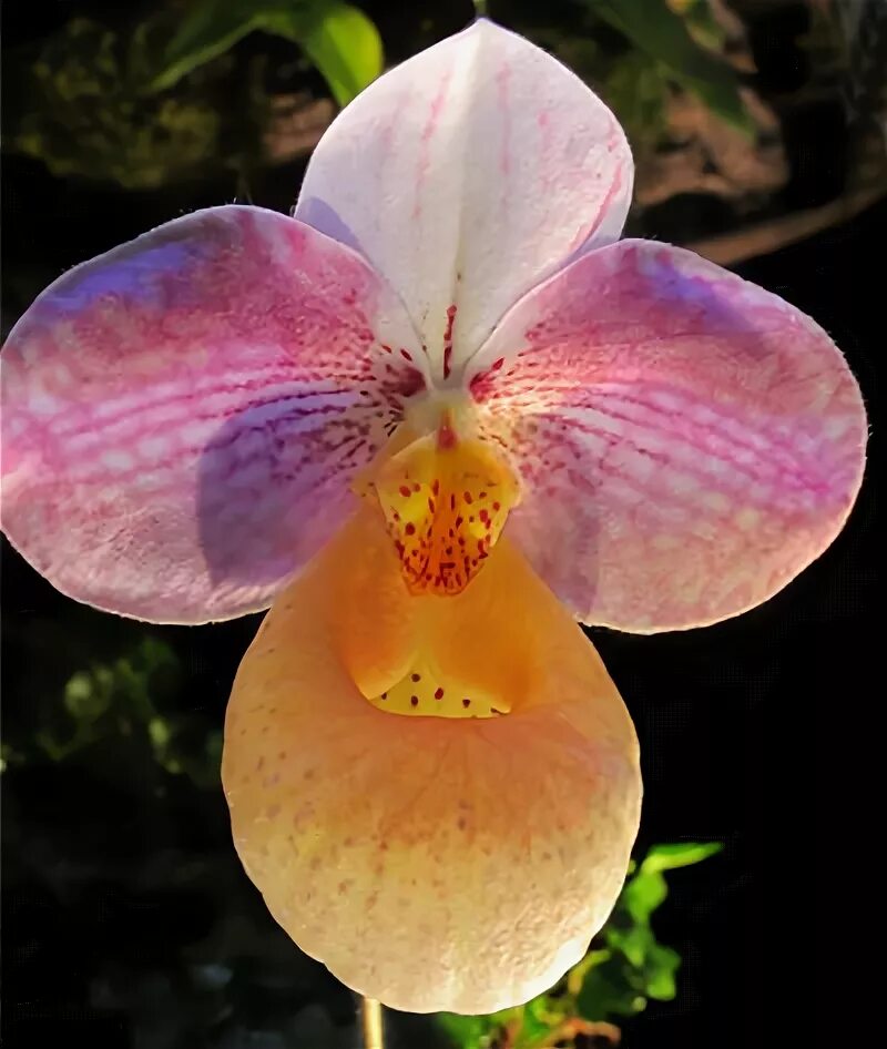 Трио животные. Трио прикольные. Paphiopedilum parishii x bellatulum. Tim walker фотографии. Lola bird.