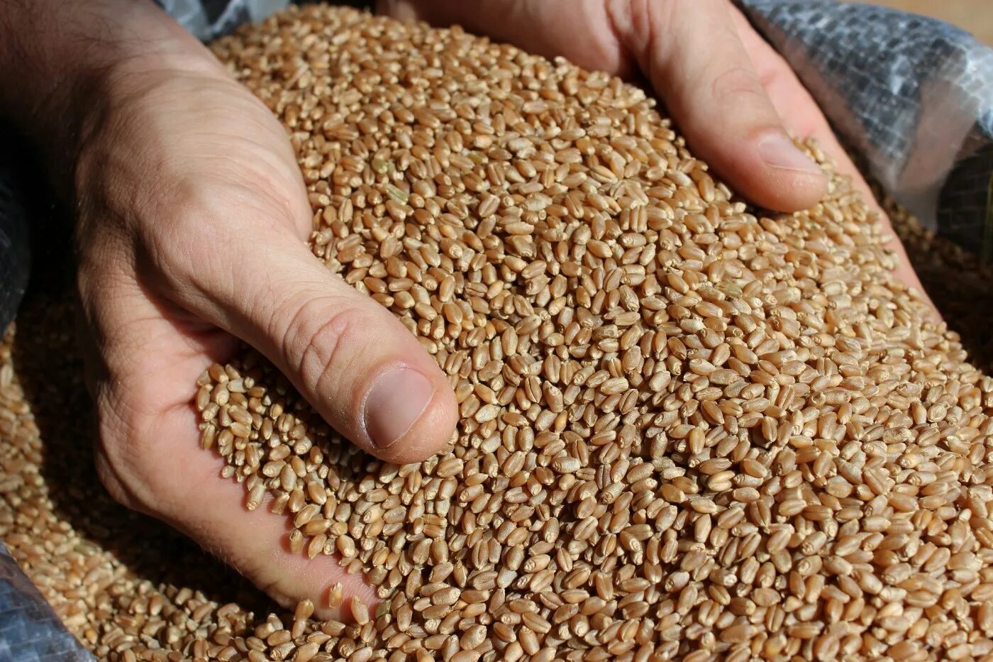 Пшеница зерно. Пшеница зерно урожай 2022. Ячмень зерно в мешках. Продам зерно. Куплю зерно ростов