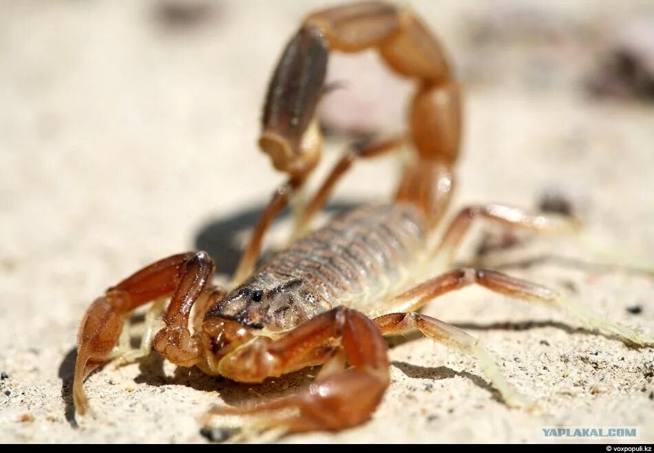 Скорпион гадрурус аризонский. Скорпион гадрурус аризонский. Mesobuthus gibbosus. Скорпионы ставропольского края. Скорпионы в казахстане.