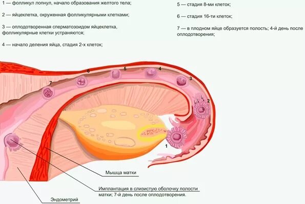 Где происходит оплодотворение у женщин