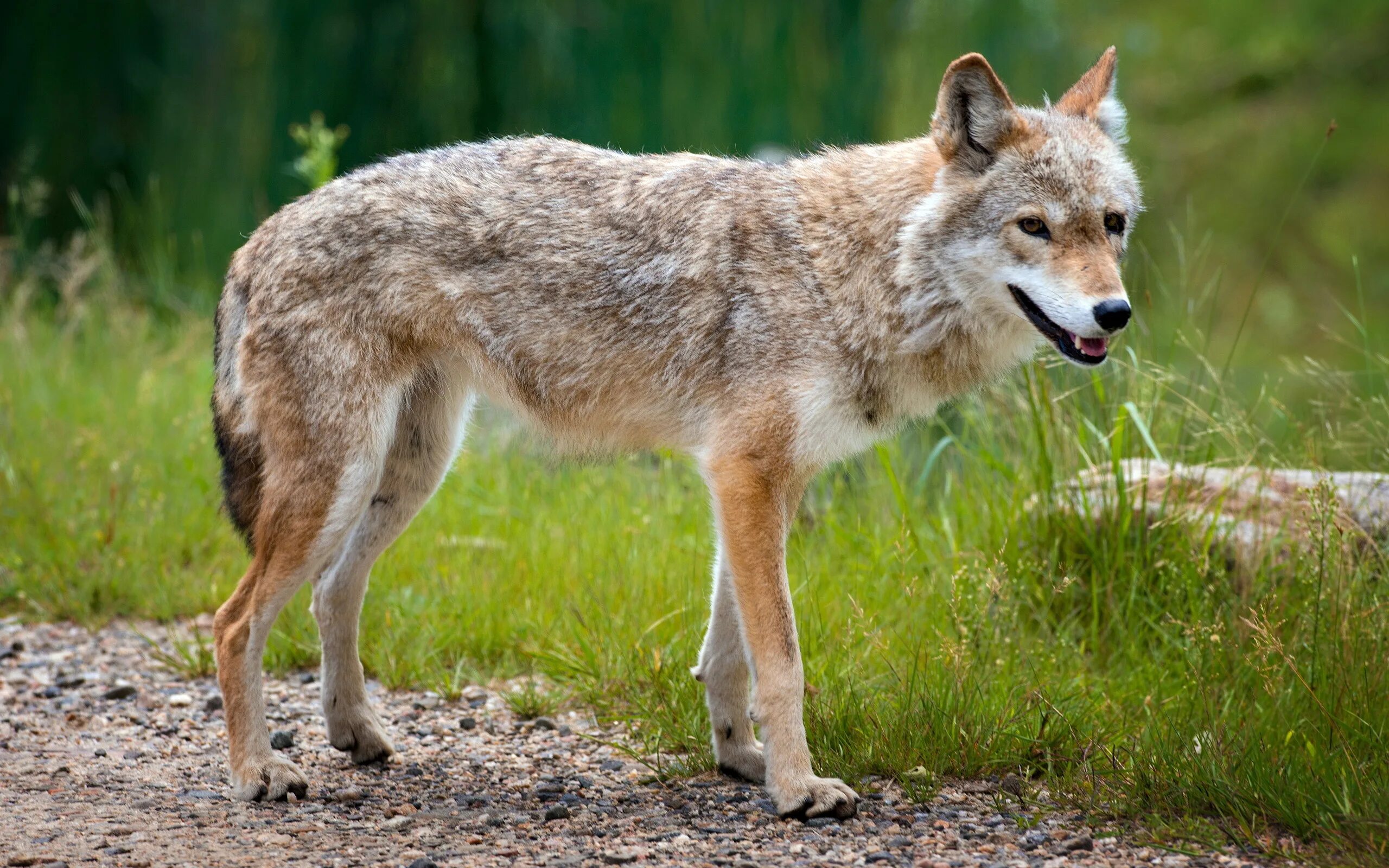 Дикие под 3. Степной волк Украина. Canis Lupus Campestris. Волк в лесостепи. Степной волк животное.