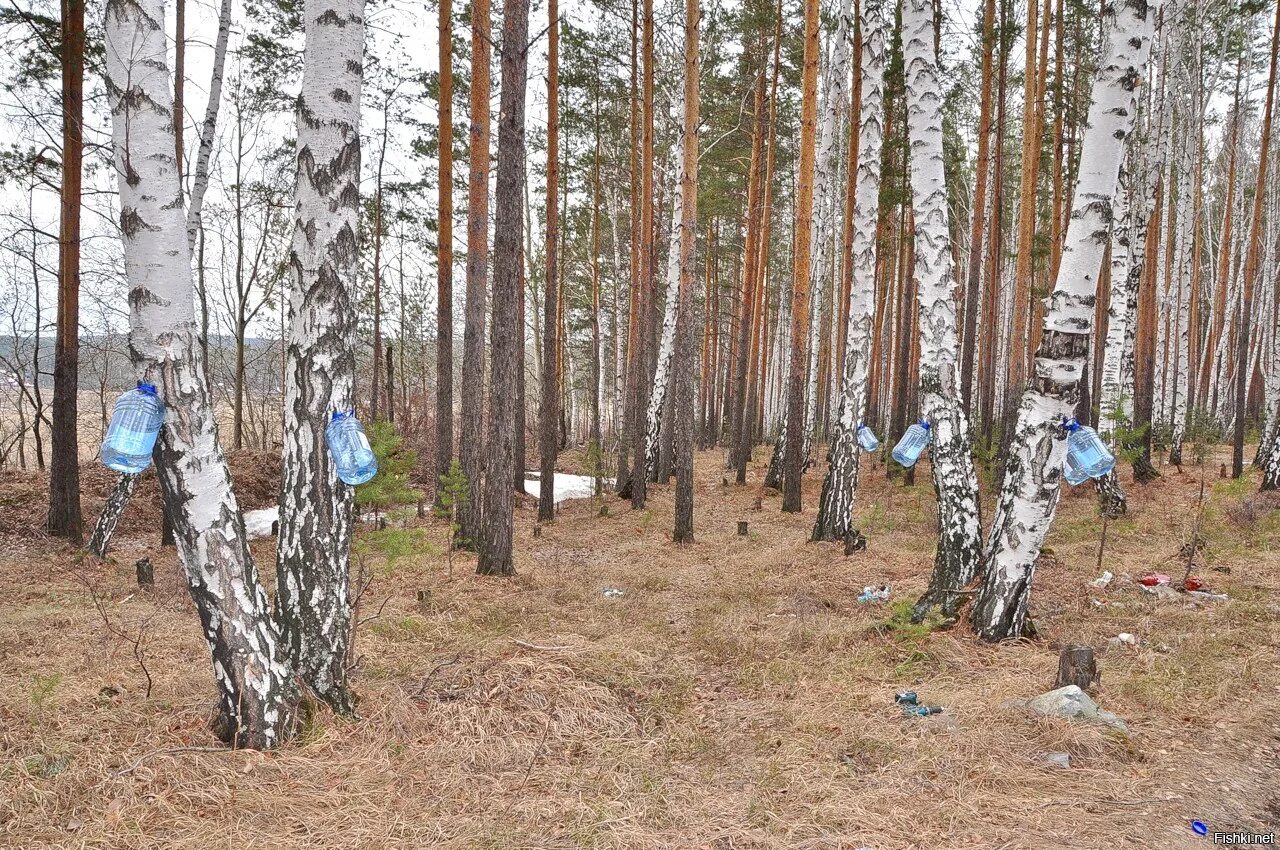 Берёзовый сок. Сок березы. Сбор березового сока. Сбор сока березы. Сок березка