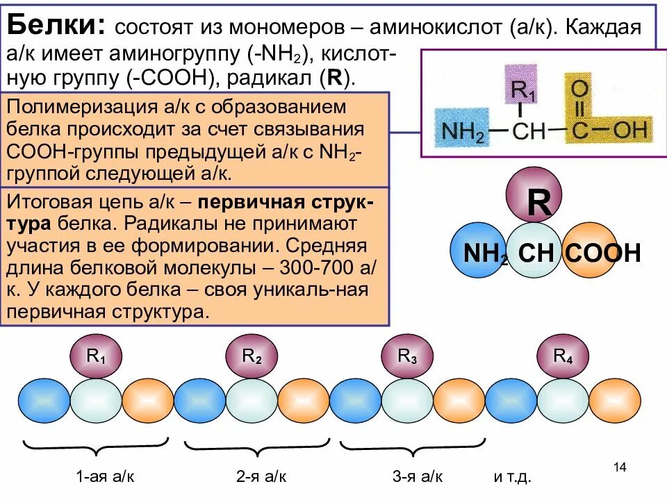 Соединение мономеров белка. Белок состоит из аминокислот. Из чего состоит белок. Белки состоят из аминокислот. Белки состоят из мономеров.