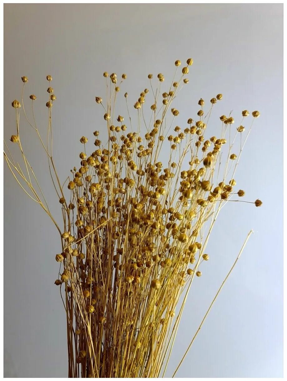 лен сухоцвет. лен сухоцвет. лен сухоцвет белый. лен сухоцвет. лен сухоцвет.