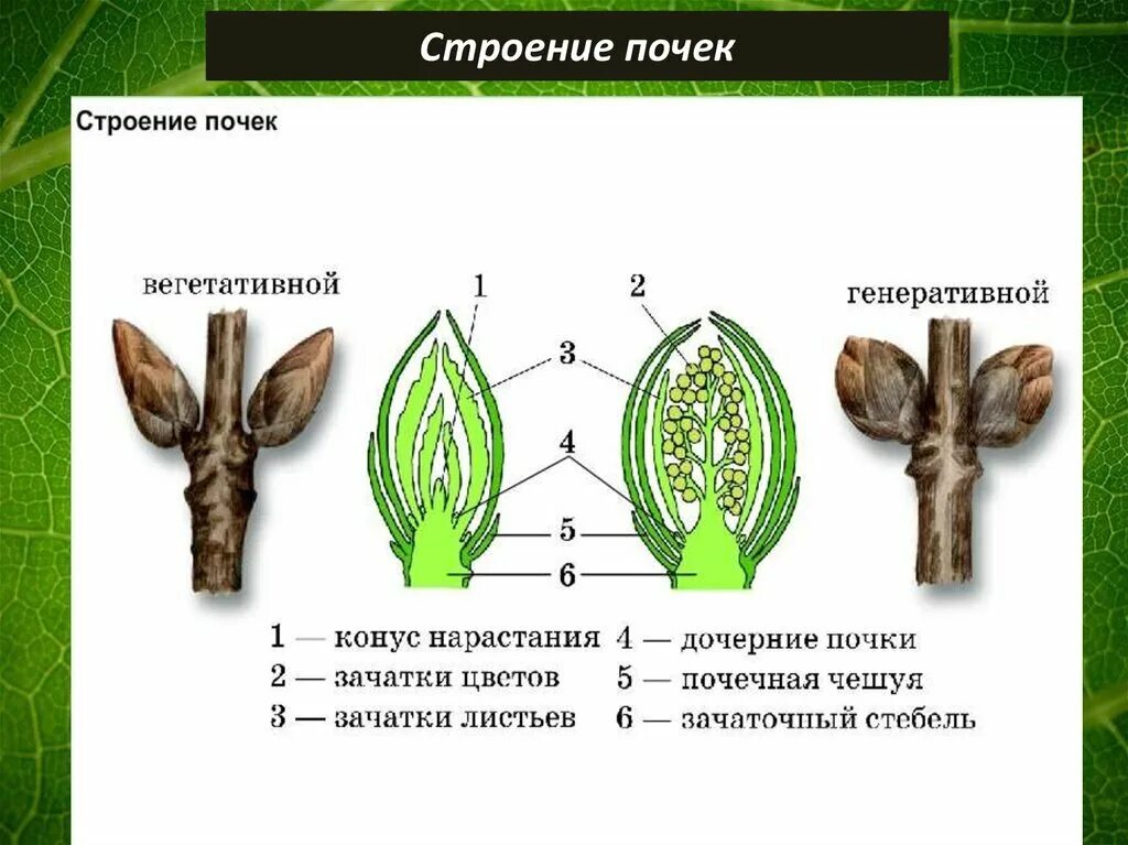 Какую функцию выполняют почечные чешуи